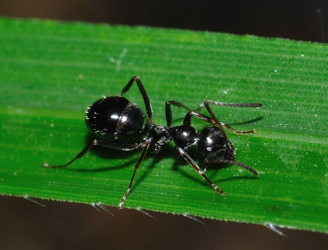 Formica cfr gagates, Camponotus aethiops e C. marginatus